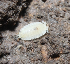 Platyarthrus hoffmannseggii