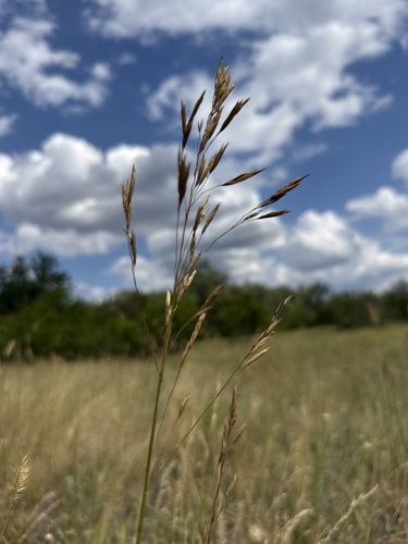 Bromus riparius, photograph 6