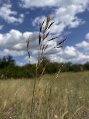 Bromus riparius, photograph (c) Stanislav Murashkin, some rights reserved (CC BY)