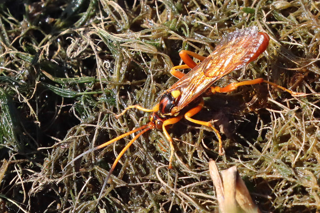 Callajoppa cirrogaster