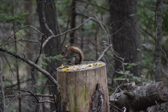 Tamiasciurus hudsonicus