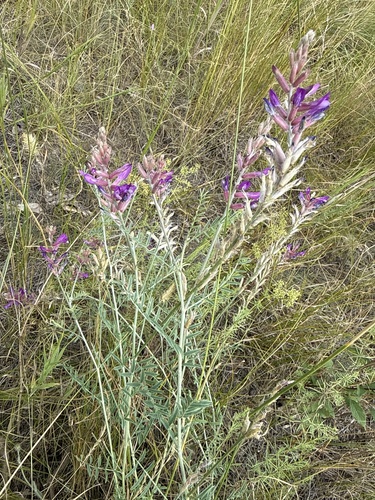 Astragalus varius, photograph 4