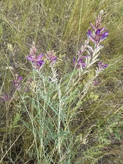 (c) Stanislav Murashkin, some rights reserved (CC BY) Astragalus varius, photograph (c) Stanislav Murashkin, some rights reserved (CC BY)