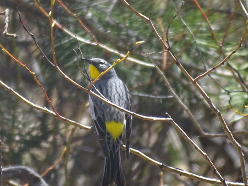 iNaturalist observation photo of Yellow-rumped Warbler
