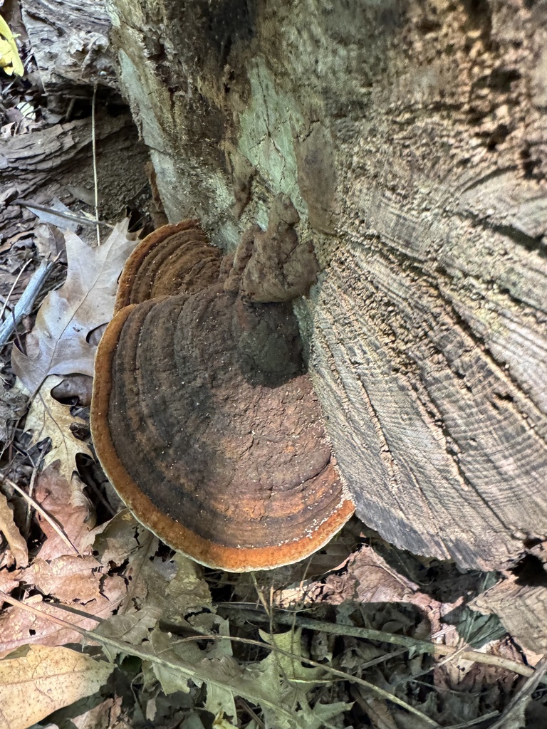Cracked Cap Polypore · July 2026 · photo: Photo: (c) chrischalfant, some rights reserved (CC BY) · iNaturalist