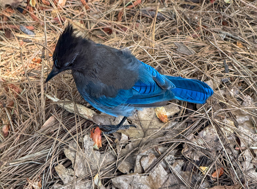 iNaturalist observation photo of Steller's Jay