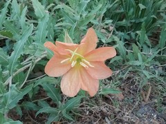 Oenothera organensis