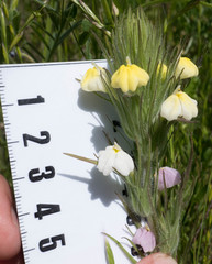 Castilleja rubicundula lithospermoides
