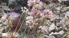 Lophioprason