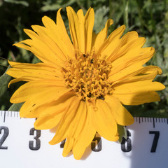 Balsamorhiza macrolepis