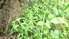 Moehringia macrophylla