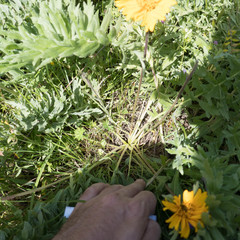 Balsamorhiza macrolepis