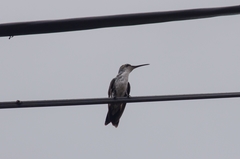 Chrysuronia coeruleogularis