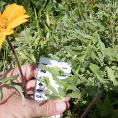 Balsamorhiza macrolepis