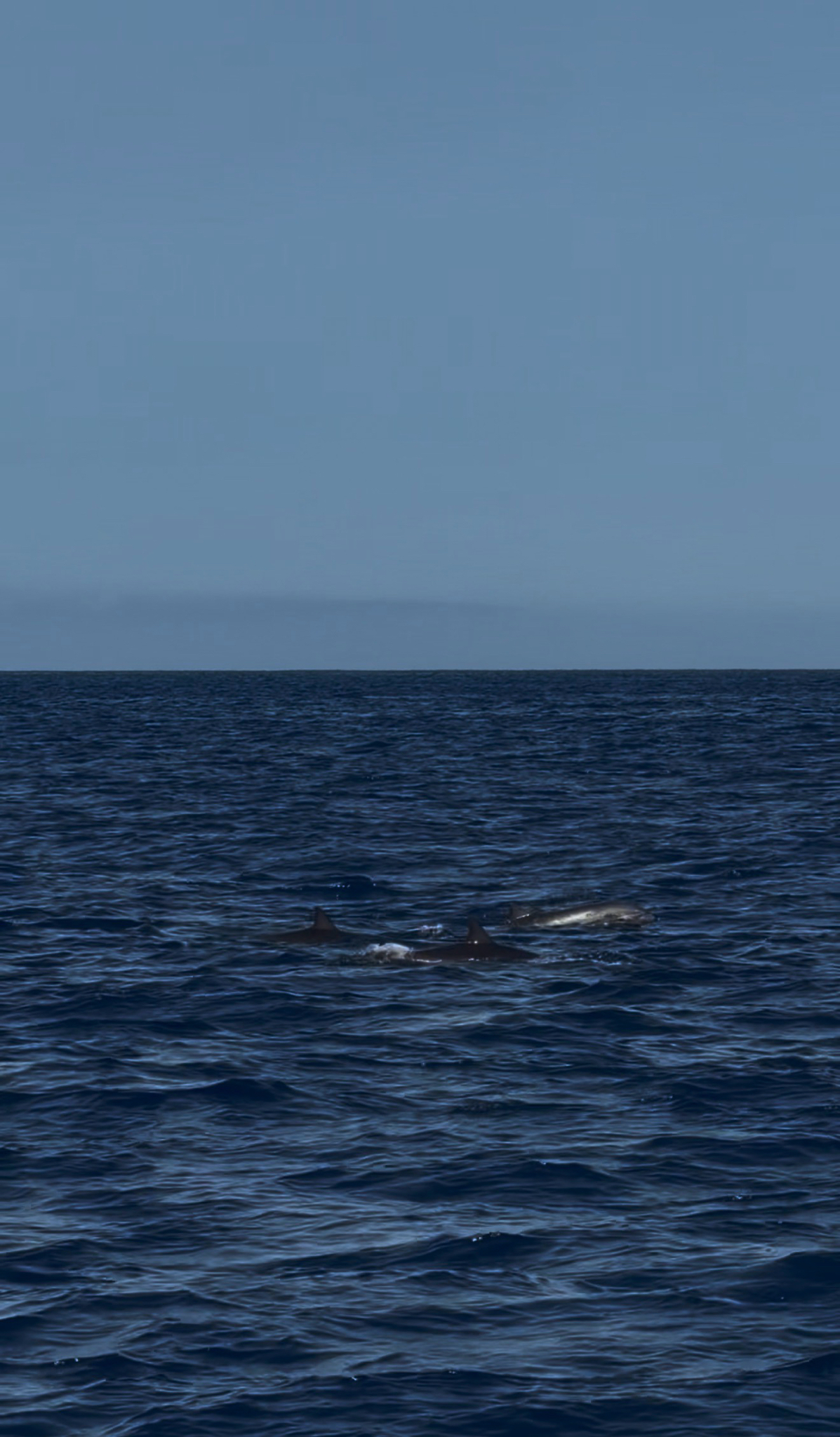 Lagenodelphis hosei
