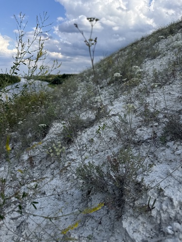 Pimpinella tragium, photograph 6
