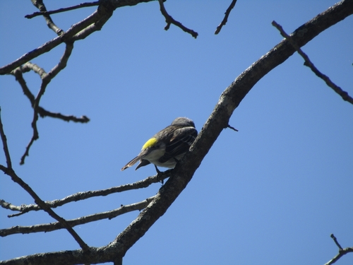 Myrtle Warbler photographed in Indiana