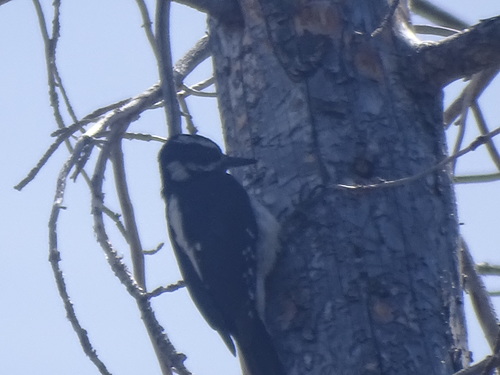 iNaturalist observation photo of Hairy Woodpecker