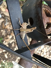 Pediodectes haldemanii