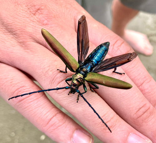 Musk beetle