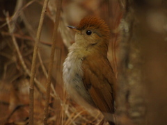 Catharus occidentalis