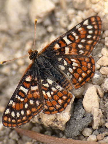 iNaturalist observation photo of Edith's Checkerspot