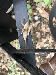 Pediodectes haldemanii