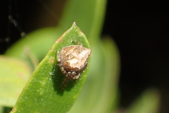 Araneus bispinosus
