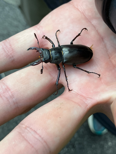 Lucanus cervus turcicus
