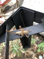 Pediodectes haldemanii