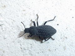 Polypleurus perforatus