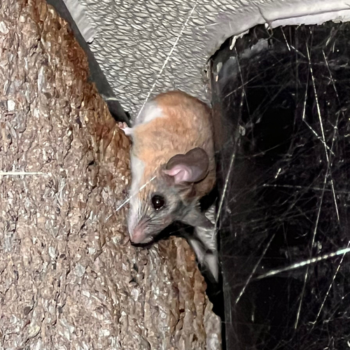 Cactus Deermouse