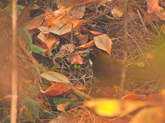 Arremon brunneinucha