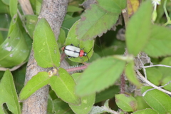 Omophoita cinctipennis