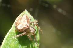 Araneus bispinosus