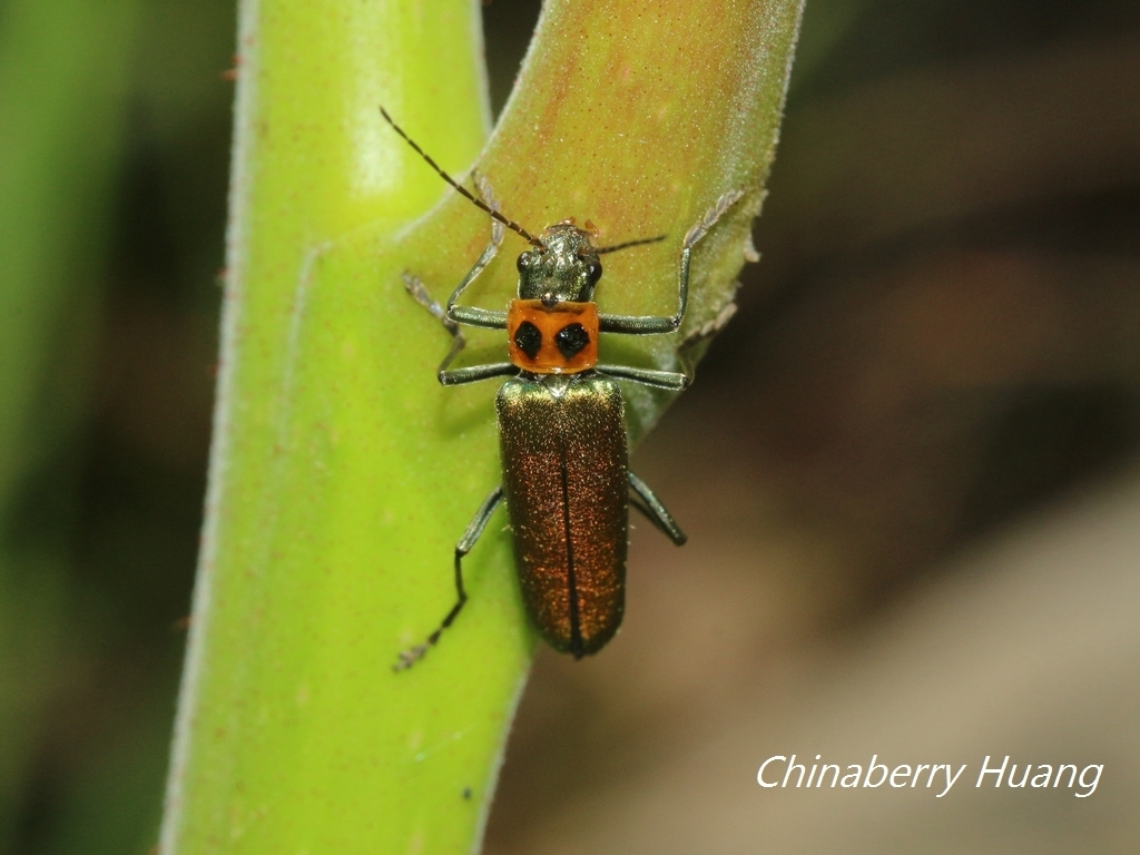 Themus taiwanus