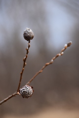 Rabdophaga strobiloides