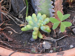 Sedum pachyphyllum