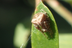 Araneus bispinosus