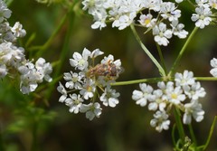 Bifora americana
