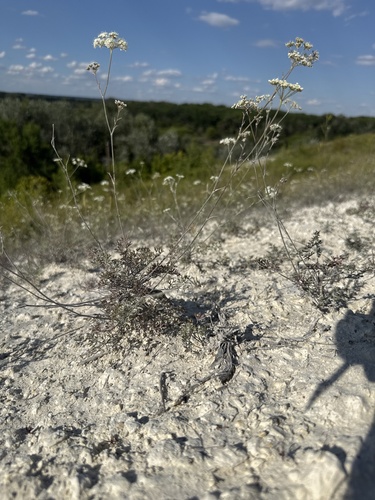 Pimpinella tragium, photograph 4