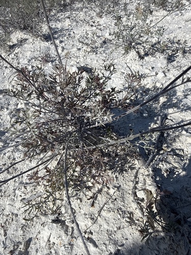 Pimpinella tragium, photograph 5