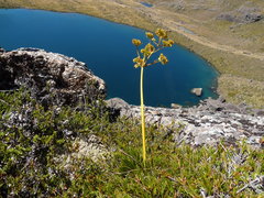 Aciphylla polita
