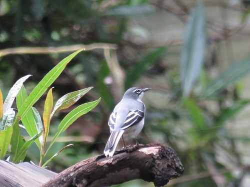 Mountain Wagtail