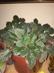 Streptocarpus ionanthus