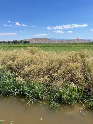 broadleaved pepperweed