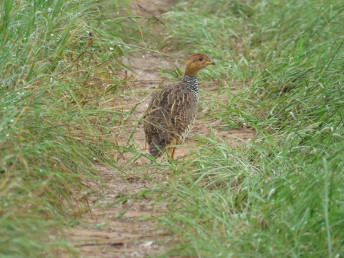 Coqui Francolin