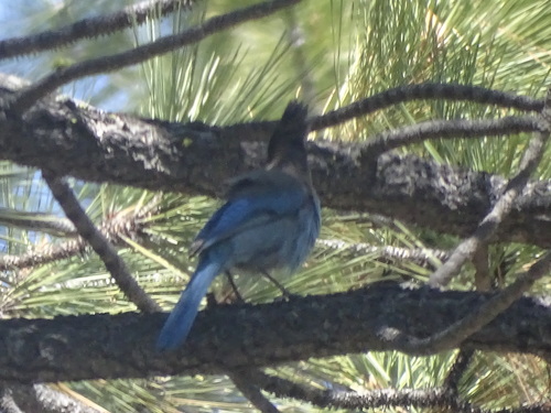 iNaturalist observation photo of Steller's Jay