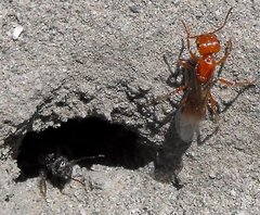 Pogonomyrmex californicus