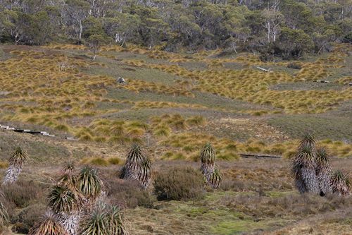 Richea pandanifolia, photograph 4